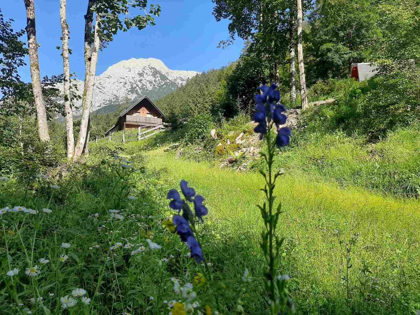 Camping & Glamping Grintovec 프레드보르 외부 사진